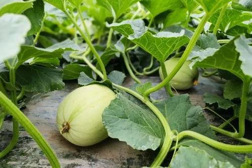 小poor台州吃瓜,揭秘当地美食文化之旅  第2张