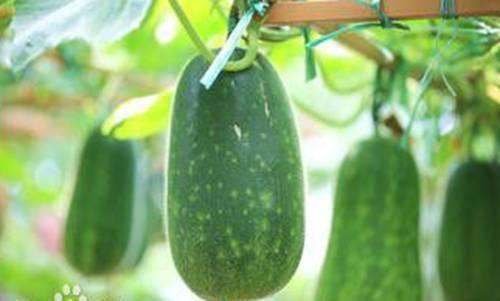 生病吃蜜瓜,生病时蜜瓜的神奇疗效  第3张