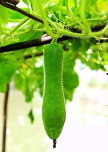 谁吃这个瓜,一场娱乐圈的神秘大揭秘