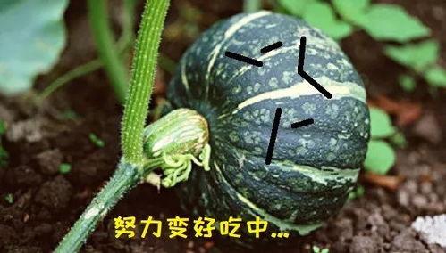 谁吃这个瓜,一场娱乐圈的神秘大揭秘  第2张