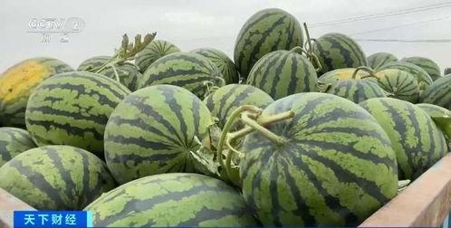 蓬莱教师吃瓜,揭秘校园里的“瓜田”趣闻  第3张