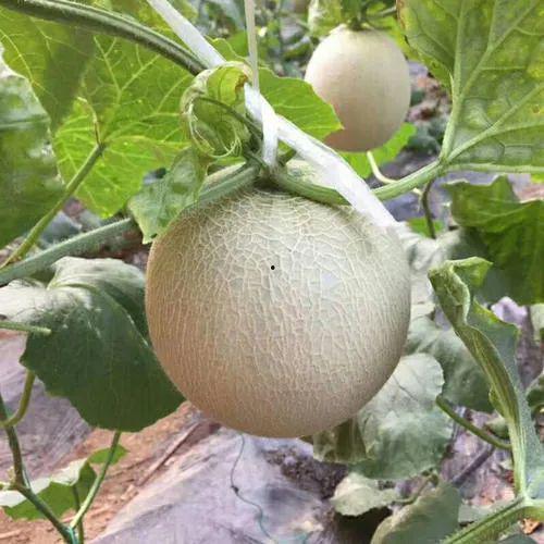 汉化界的泥石流吃瓜吃瓜,吃瓜群众围观下的文化碰撞与融合  第2张