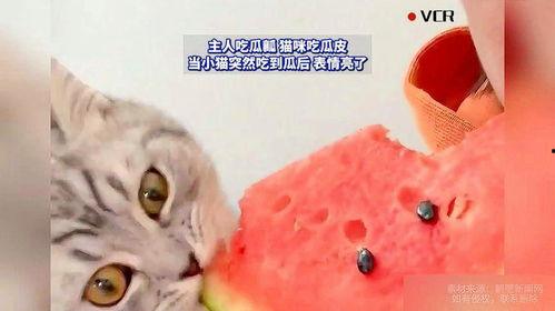 猫咪吃瓜主人