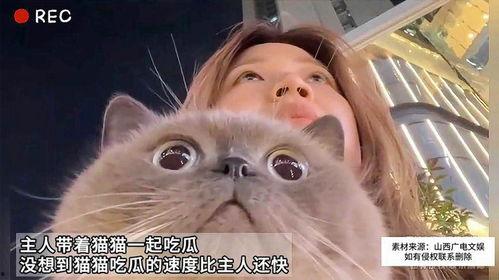 猫咪吃瓜主人  第3张