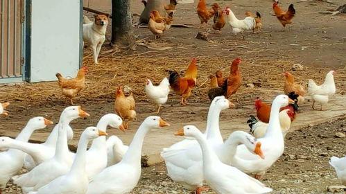 吃瓜鹅游戏视频,趣味横生，带你领略游戏魅力  第2张