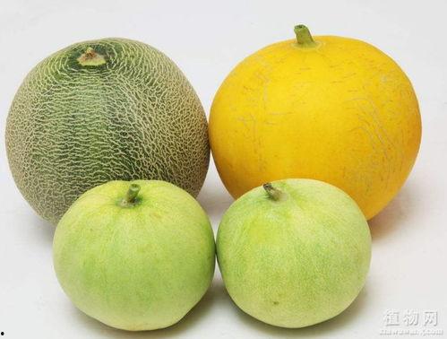 嗓子哥吃瓜,揭秘娱乐圈那些不为人知的幕后故事  第2张