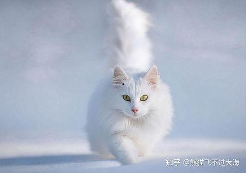 猫吃白瓜,白瓜成为猫咪新宠