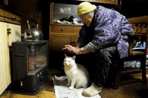 猫吃白瓜,白瓜成为猫咪新宠  第2张