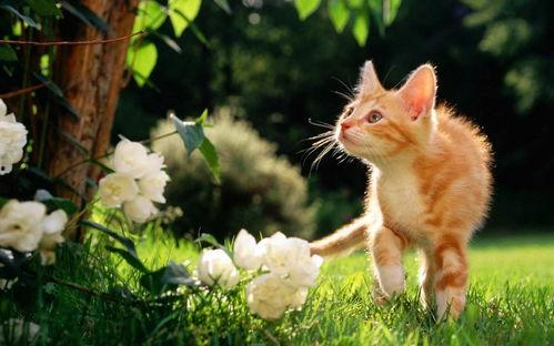 猫吃白瓜,白瓜成为猫咪新宠  第3张