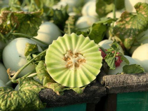 孕妇吃玉菇瓜,营养美味，助力母婴健康  第1张